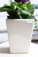 Violettista Purple, fioletowy storczyk w  kremowej donicy, wys.63cm