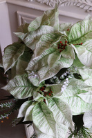 Gwiazda Betlejemska Pucharro, kompozycja świąteczna