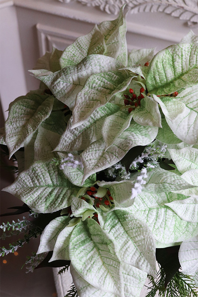 Gwiazda Betlejemska Pucharro, kompozycja świąteczna