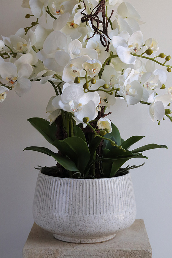 Biel Mineni, stylowy storczyk w doniczce ze wzorem