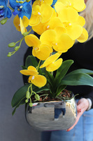 Ukraina, gumowy storczyk w srebrnej doniczce