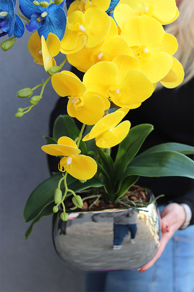 Ukraina, gumowy storczyk w srebrnej doniczce