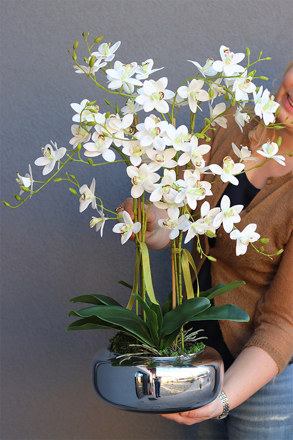 Nemmita Pompadour Silver, delikatny storczyk w srebrnej misie
