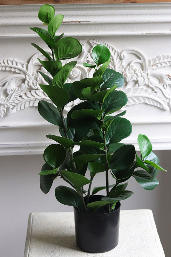 Zamiokulkas, wysokiej jakości sztuczna roślina