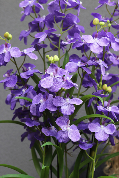 Ambasador Fiolet, duży sztuczny storczyk