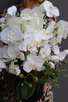 Dark Green Moment, storczyk w granatowej doniczce