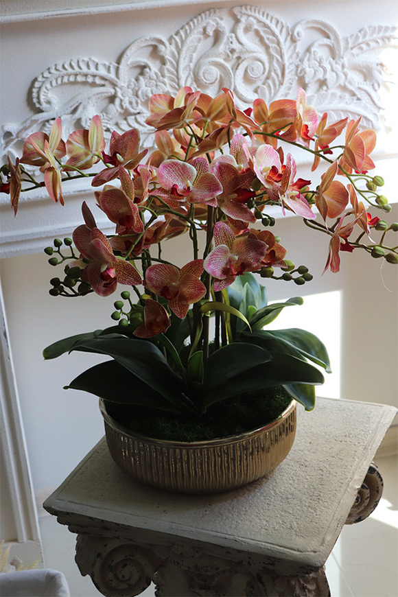 Castellamare Granada, gumowy storczyk w złotej misie