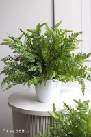 Fern Mediolan, paproć w białej donicy