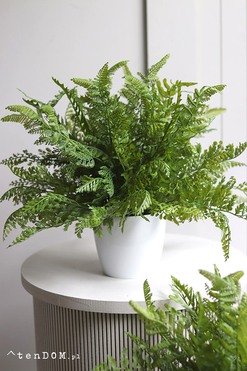 Fern Mediolan, paproć w białej donicy, wys,35cm