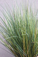 Berrata sztuczna trawa w donicy 