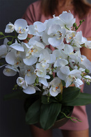 Złota Baśń, storczyk w złotej osłonce na nóżkach