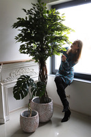 fikus Benjamin w donicy z monsterą, sztuczne drzewko