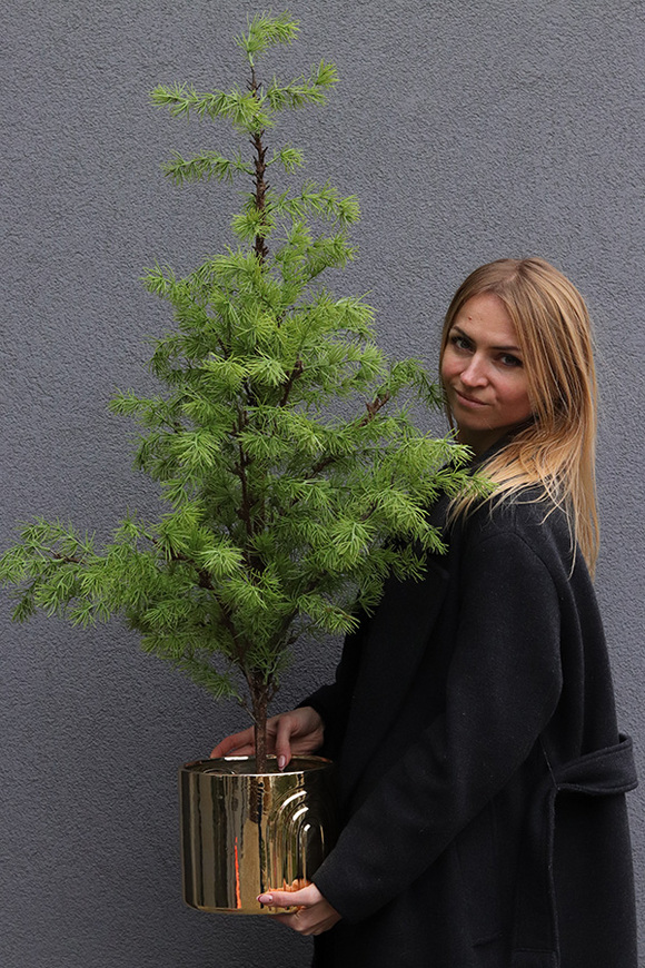 Cedr Gold Moment, świąteczna choinka w donicy drzewko