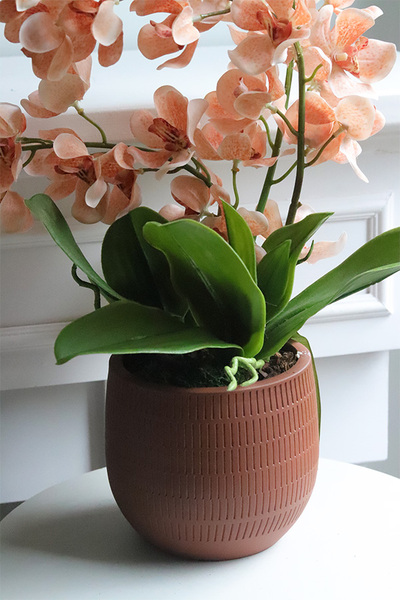 Selania Brown, sztuczny storczyk