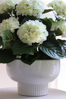 Pelargonie Białe, pelargonie w pucharze