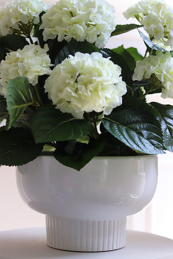 Pelargonie Białe, pelargonie w pucharze