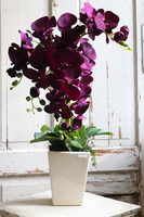 Violettista Purple, fioletowy storczyk w  kremowej donicy, wys.63cm