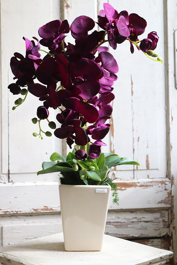 Violettista Purple, fioletowy storczyk w  kremowej donicy, wys.63cm