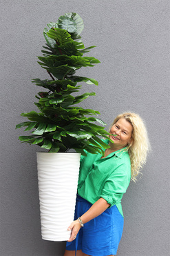 Monstera Gizelle, drzewko sztuczne w donicy, wys.153cm