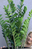 Zamiokulkas Saute Lechuza, sztuczna roślina do twojej donicy	