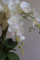 Globe, storczyk w czarnej donicy kuli