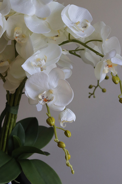 Globe, storczyk w czarnej donicy kuli