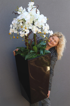 Chocolate Mediolan Grande 2, duży storczyk w wysokiej donicy, wys.155cm
