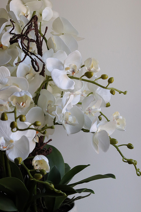 Biel Mineni, stylowy storczyk w doniczce ze wzorem