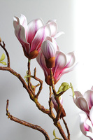 Magnolie Modern, kompozycja wiosenna w naczyniu