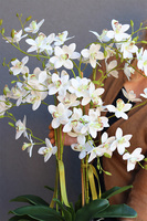 Nemmita Pompadour Silver, delikatny storczyk w srebrnej misie