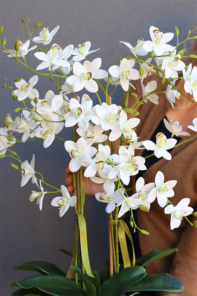 Nemmita Pompadour Silver, delikatny storczyk w srebrnej misie