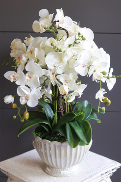 Pearl Embassy, nowoczesny storczyk w ceramicznym pucharze, wys.60cm