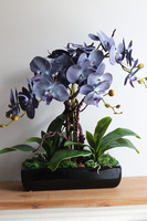 Bluefela, granatowy storczyk w podłużnej donicy