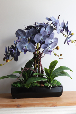 Bluefela, granatowy storczyk w podłużnej donicy, wys.40cm