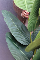 Strelicja Zielona, wysokiej jakości sztuczna roślina