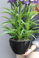 Ambasador Fiolet, duży sztuczny storczyk