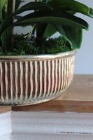 Castellamare Granada, gumowy storczyk w złotej misie