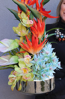 Strelicja Gaina Gold, egzotyczna kompozycja w misie