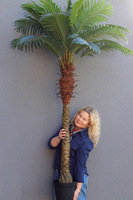 Palma Kokosowa, sztuczna roślina w doniczce