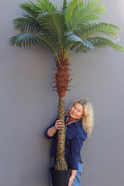 OD RĘKI Palma Kokosowa, sztuczna roślina w doniczce, wys.210cm