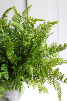 Fern Mediolan, paproć w białej donicy