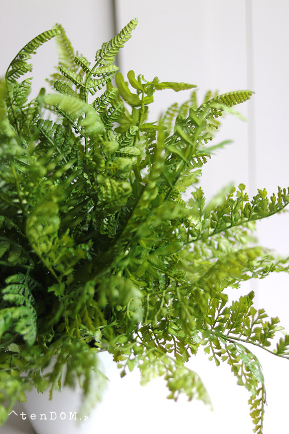 Fern Mediolan, paproć w białej donicy