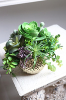 Eco Gestree, kompozycja sukulenty w złotej donicy