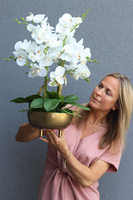 Złota Baśń, storczyk w złotej osłonce na nóżkach