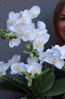 Silveriste Pexel, sztuczny storczyk w lustrzanej donicy