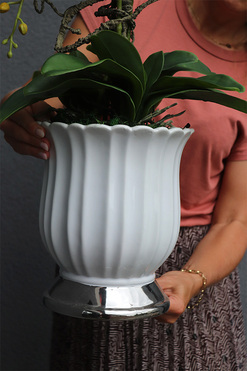 Meleusa Big, storczyk w białym pucharze, wys.72cm  