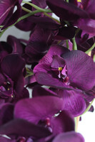 Purple Belia , fioletowy sztuczny storczyk w donicy