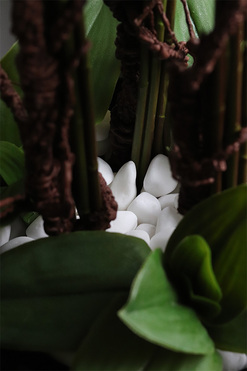 Biała Komnata Grande, biały storczyk w czarnej donicy z fiberglass, wys.134cm 