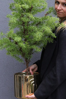 Cedr Gold Moment, świąteczna choinka w donicy drzewko