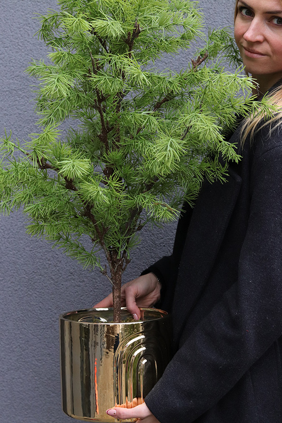 Cedr Gold Moment, świąteczna choinka w donicy drzewko